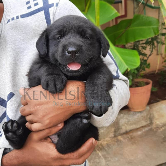 Labrador Retriever Puppies for Sale Bengaluru