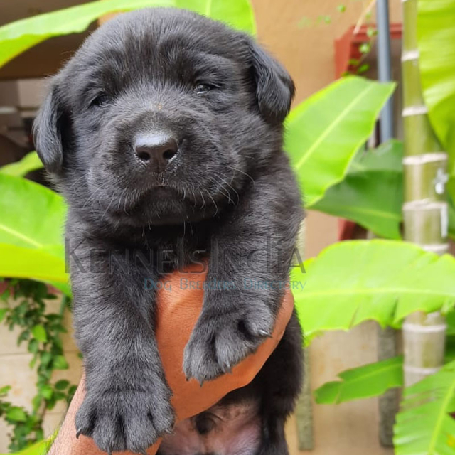 Black Male Labrador Retriever Puppy