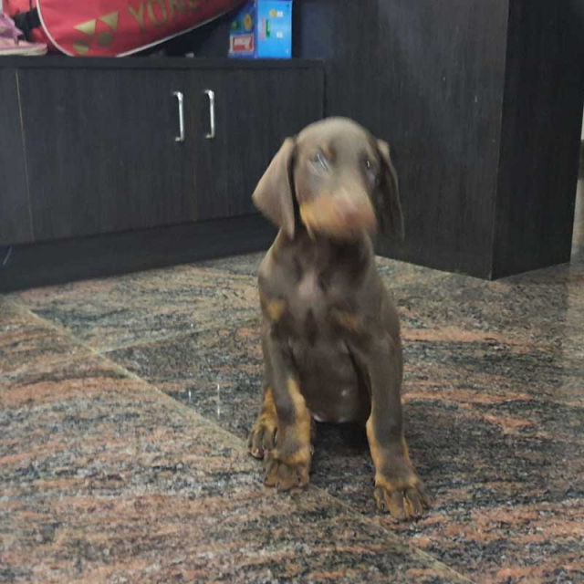 Best Quality Male Doberman puppy Available for sale in Bangalore