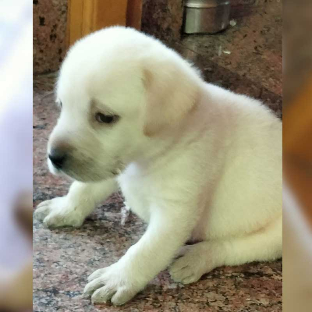 KCI Certified Male Labrador Puppy Available For Sale at Tiruppur