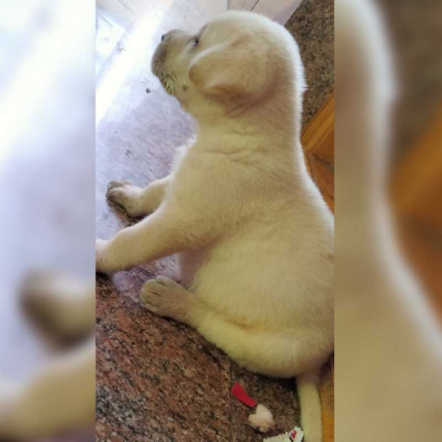 KCI Certified Male Labrador Puppy Available For Sale at Tiruppur