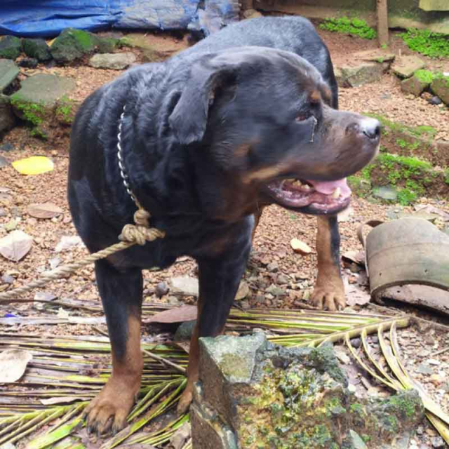 Two years old Rottweiler dog for sale in Thrissur Kerala