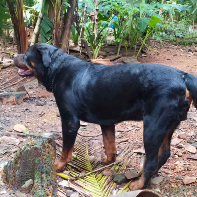 Two years old Rottweiler dog for sale in Thrissur Kerala
