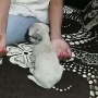 Newly born 40 days old adorable pug puppy for sale in Bengaluru