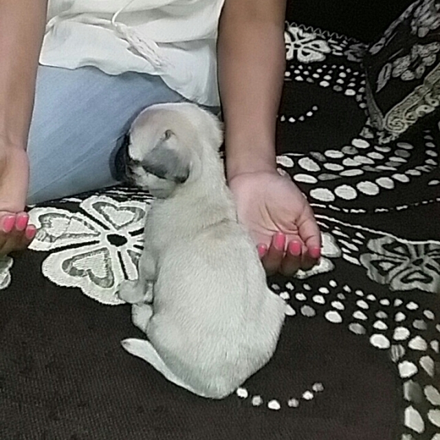 Newly born 40 days old adorable pug puppy for sale in Bengaluru