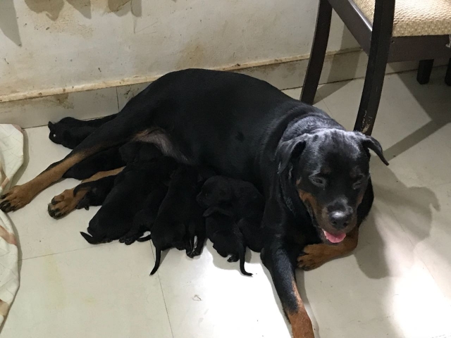 Rottweiler 30 days old puppies available for sale in coimbatore