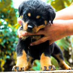 rottweiler puppies for sale in Kerala