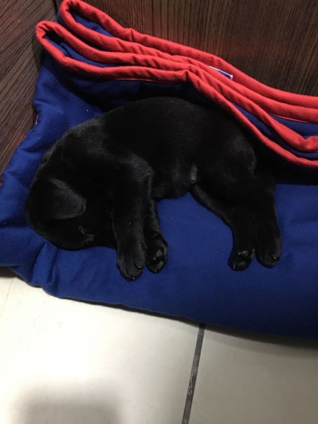 Pure Labrador Retriever puppy for sale in Ahmedabad
