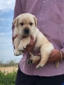 Top Quality Labrador puppies available for sale in Chennai India