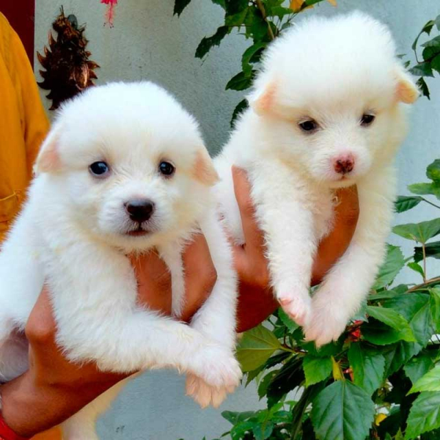 Pure Top quality Pomeranian Puppies for sale in Tiruppur