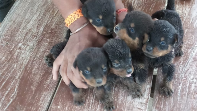Rottweiler pups for sale in Gautam Buddha Nagar Uttar Pradesh