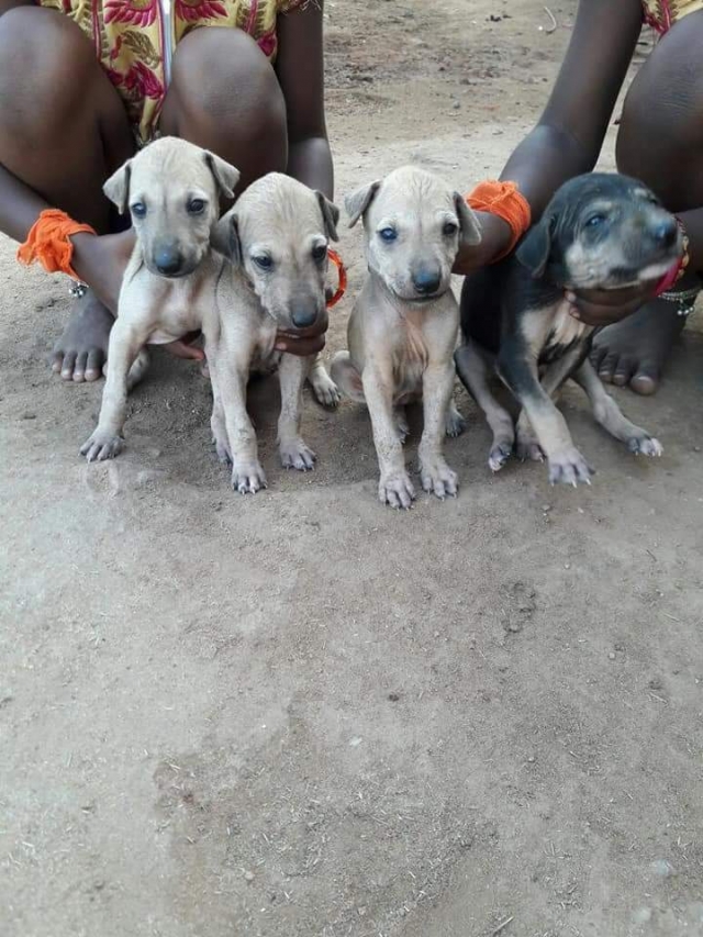 Chippiparai Kanni Rajapalayam Native breed puppies for sale
