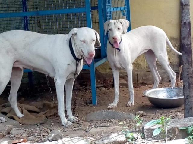Chippiparai Kanni Rajapalayam Native breed puppies for sale