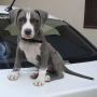 Good Quality Male American Bully puppy for sale in Meerut
