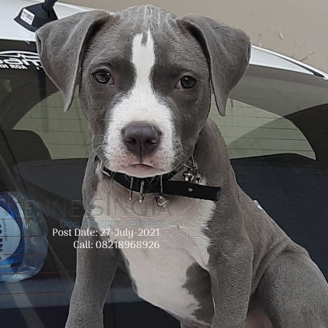 american bully puppy india