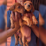 Dachshund Dog Puppies for sale in Chennai, Tamil Nadu