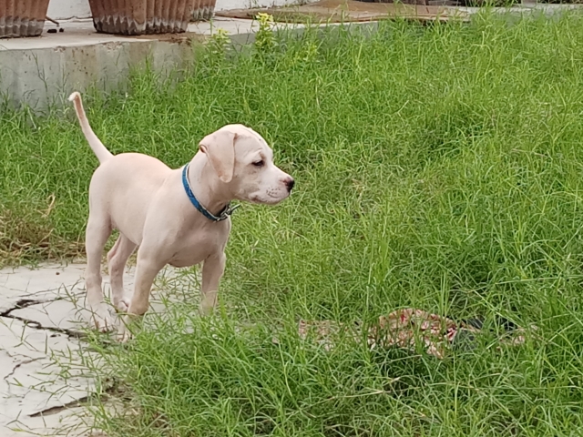 American Pitbull Terrier Female Puppy