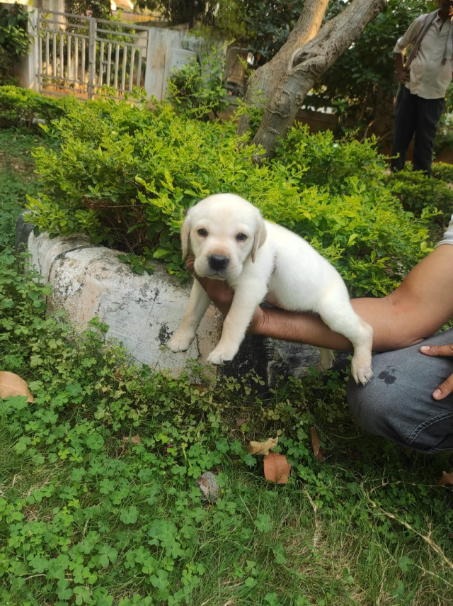Labrador Retriever Puppies Available For Sale Hyderabad Telangana