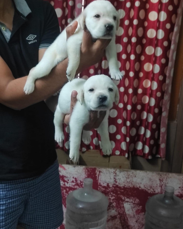 Labrador Retriever Puppies Available For Sale Hyderabad Telangana