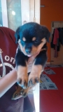 Healthy Rottweiler first litter puppies are available for sale