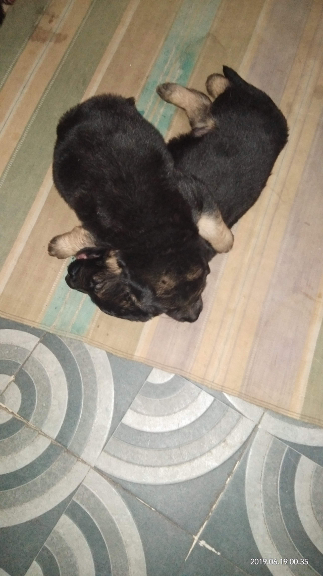 KCI Registered GSD Puppies For Sale in Lucknow