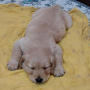 Golden Retriever Male puppy for sale in Hardoi Uttar Pradesh