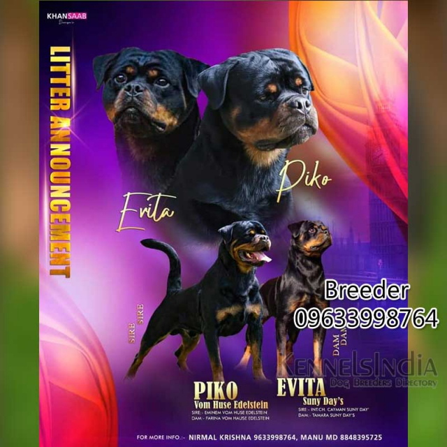 Extraordinary Male Rottweiler Puppy available in Calicut Kerala