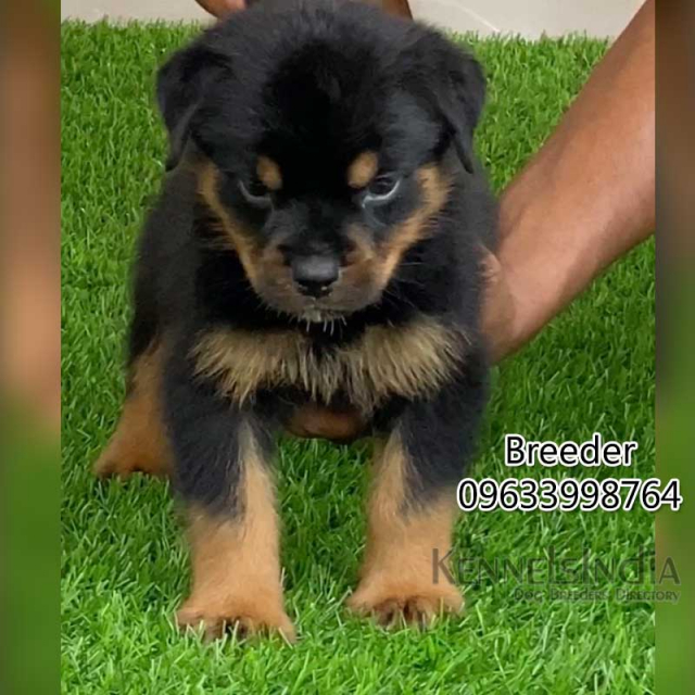 Extraordinary Male Rottweiler Puppy available in Calicut Kerala