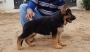 at 60 days. German Shepherd puppies for sale in Coimbatore