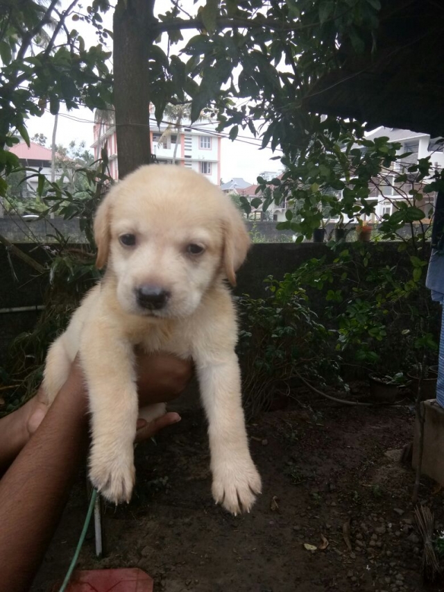 KCI registered labrador puppies for sale in Ernakulam