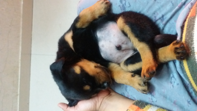 Rottweiler Male puppy for sale in Karkardooma Delhi
