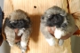 KCI Regd Pekingese pups Available for loving Homes Bengaluru
