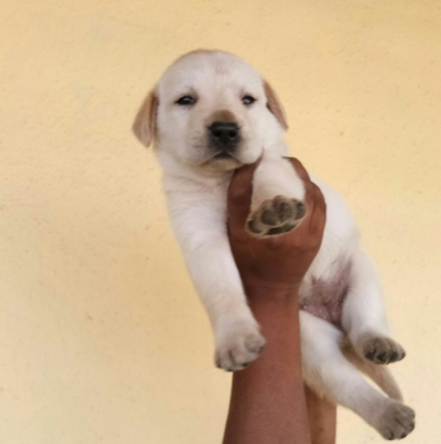 Labrador retrievers puppies available in Ahmedabad