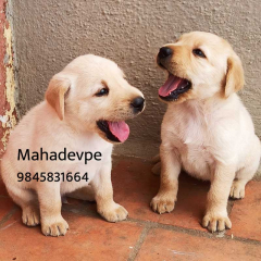 Top Quality Labrador Puppies for Sale in Kodagu Karnataka