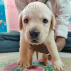 Male and Female Lab Puppies available for salein Chennai