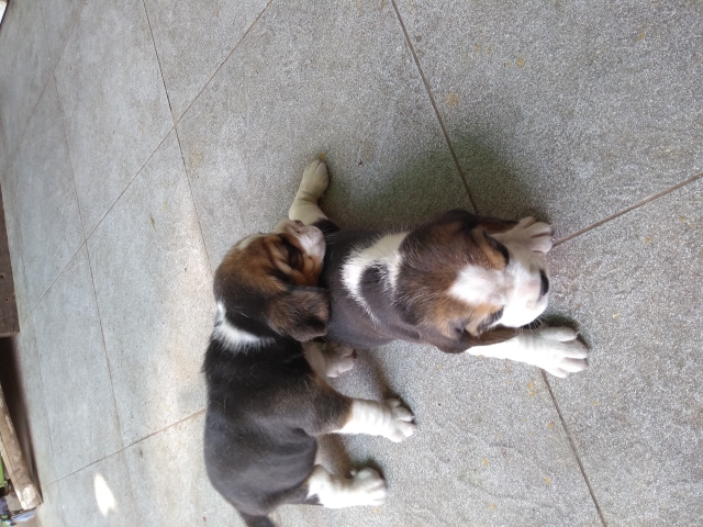 Beagle male puppy for sale in Pune Maharashtra