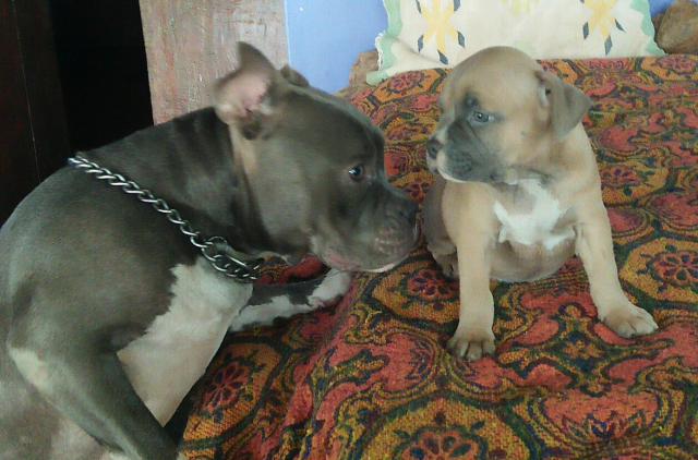 American pocket bully top pups for Sale in Goa