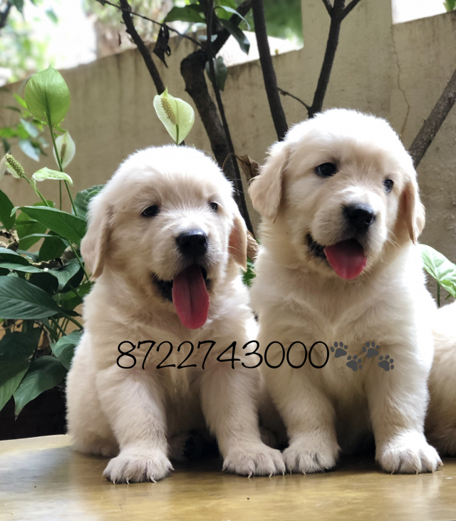 Adorable Golden Retriever puppies available in Bangalore
