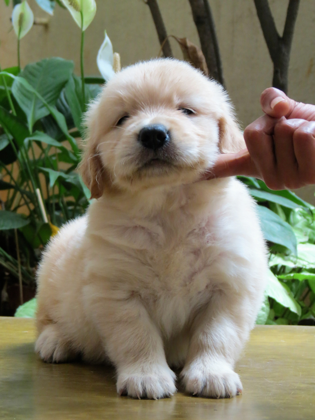 Adorable Golden Retriever puppies available in Bangalore