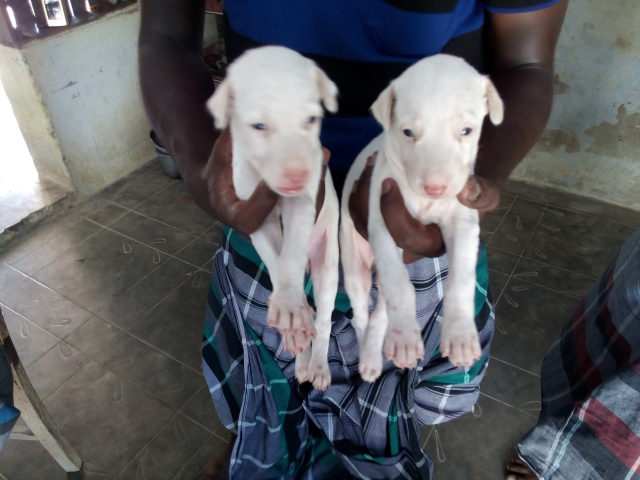 Rajapalayam male and female puppies