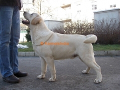 Good Show quality Labrador pups for Sale in calicut
