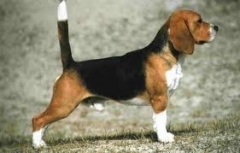 BEAGLE STUD MALE AVAILABLE FOR MATING