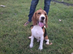 Champion Lineage Beagle Proved STUD DOG available in Kolkata