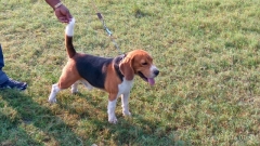 Beagle Stud Dog