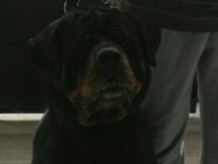 Imported heavy size Rottweiler for STUD