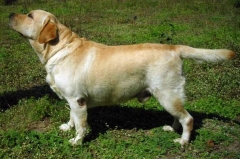 Difroo Star of India (Aus. Imp.) Son