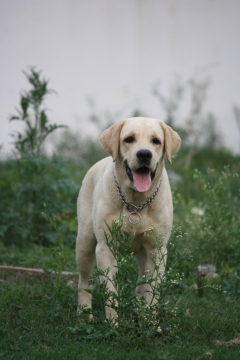 Male Labrador retriever for stud services in Bangalore