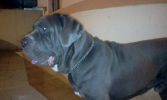 4 Years old Strong Neo mastiff dog available for STUD in Mumbai