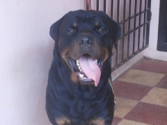 Bruno Rottie Available for Breeding..