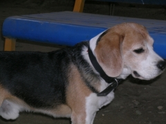 Male beagle available for breeding